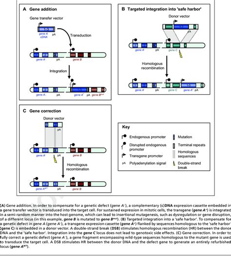 Main strategies in gene therapy. | Download Scientific Diagram