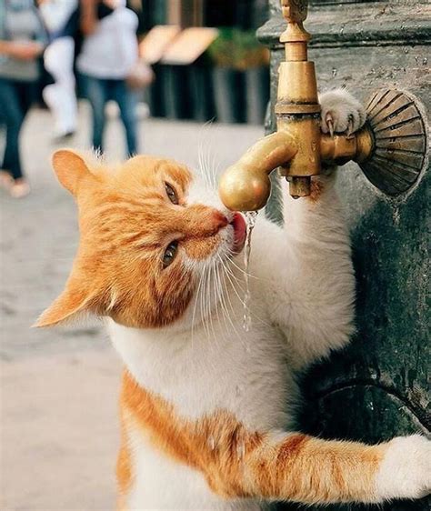 birkadraj99006 | Funny cats in water, Cats, Cat drinking