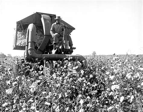 Cotton Picker In Action Photograph by Underwood Archives