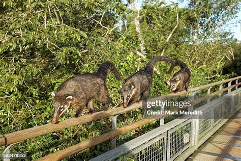 184 Iguazu Falls Wildlife Stock Photos, High-Res Pictures, and Images ...