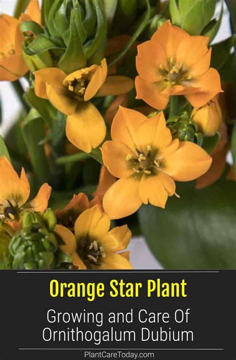 Vibrant Orange Star Plant (Ornithogalum Dubium) for Eye-Catching Displays