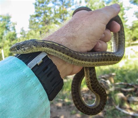 Cannundrums: Wandering Garter Snake