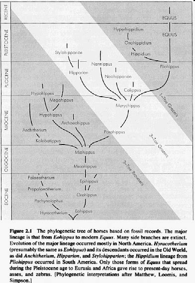 Gradualist perspective on Equid evolution