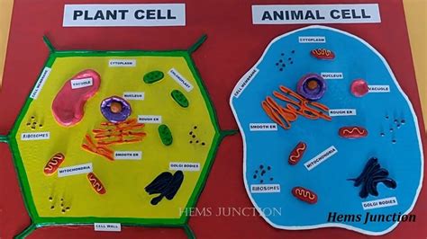 Animal Cell Project Poster