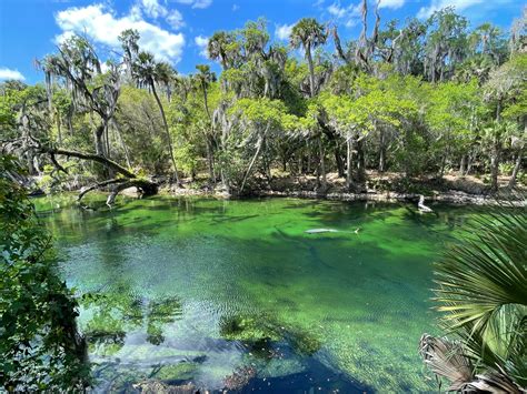 Where to see manatees in Florida: 18 best places