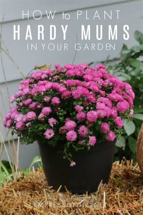 How to Plant Hardy Mums Outdoors as Year-Round Perennials | Empress of ...