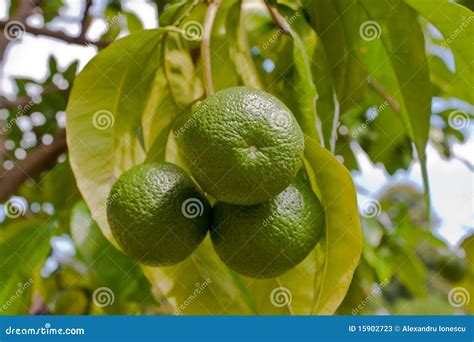 Green walnuts stock image. Image of fruit, closeup, fresh - 15902723