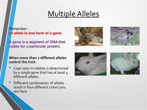 Multiple Alleles Examples