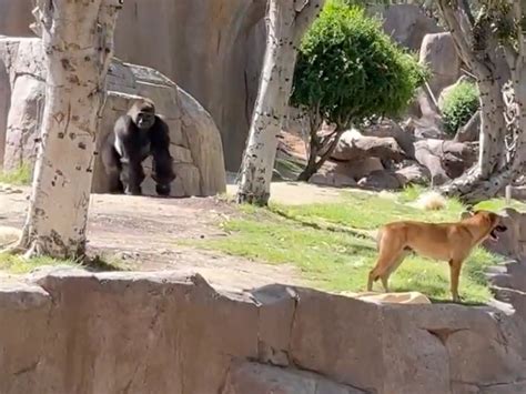 Dog nicknamed ‘Mighty Joe Young’ gets trapped in gorilla enclosure at San Diego zoo | The ...