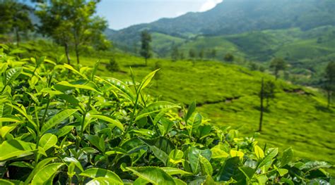 Munnar Hill Station Tour | Waytoindia.com