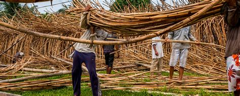 Rattan: Beauty and Strength - Juniper