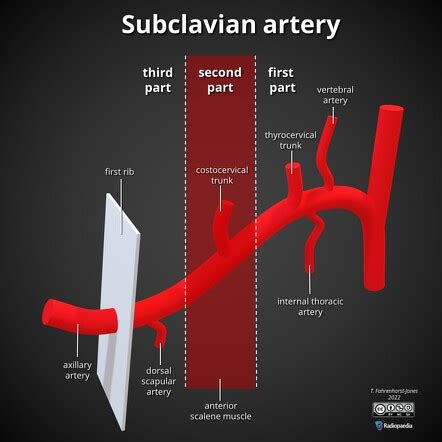 Branches Of Subclavian Artery