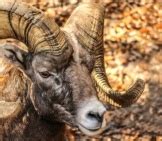 Bighorn Sheep - Description, Habitat, Image, Diet, and Interesting Facts