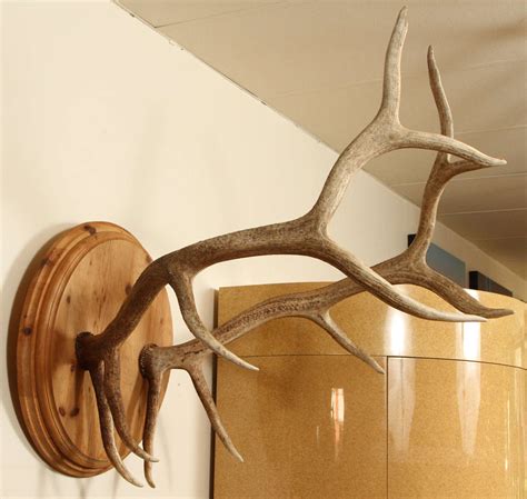 Spectacular Pair of Elk Antlers For Sale at 1stdibs