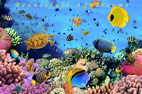 Live Aquarium Wallpapers - WallpaperSafari