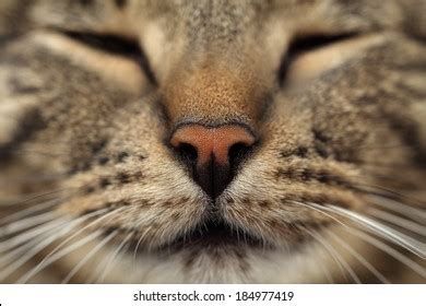 Cats Nose Closeup Stock Photo 184977419 | Shutterstock