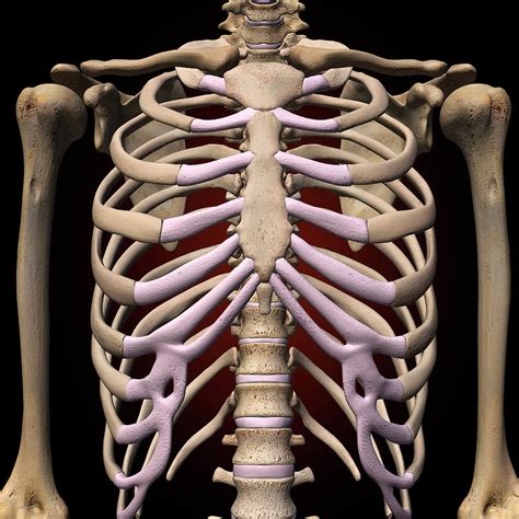 Female Rib Cage And Spine Photograph by Hank Grebe - Fine Art America