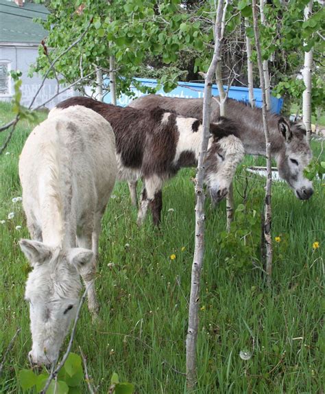 TELLER CO. GUIDE 2020 — Cripple Creek donkeys are world-famous | Pikes ...