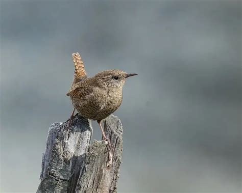 Eurasian Wren - Facts, Diet, Habitat & Pictures on Animalia.bio