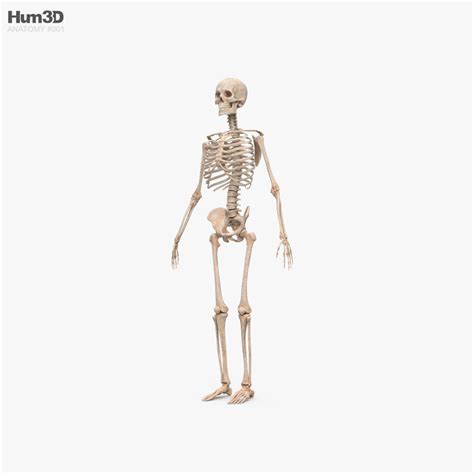 Human Male Skeleton 3D model - Download Human Skeleton on 3DModels.org