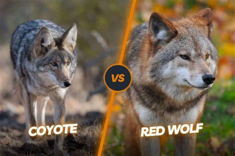 Red Wolf Vs Coyote Differences - Do They Produce Hybrids?