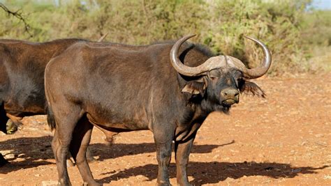 Découvre le buffle d’Afrique, cette imposante vache sauvage