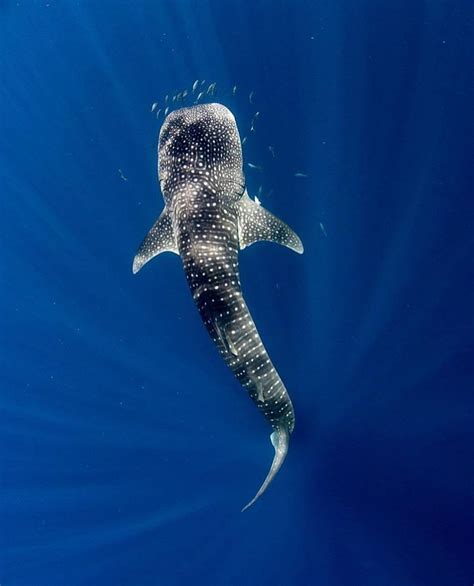 Whale sharks are so majestic!!! Underwater Creatures, Ocean Creatures ...