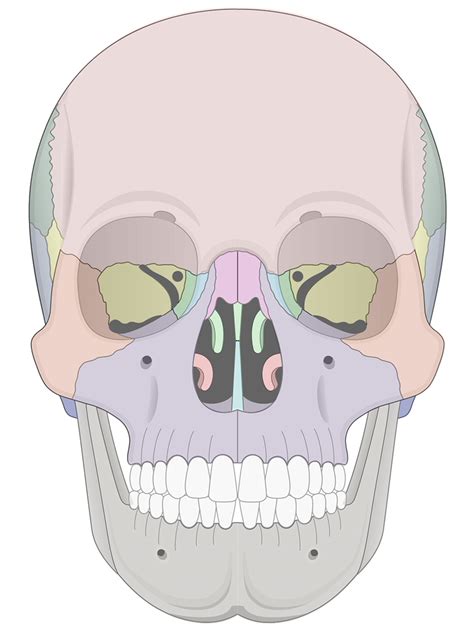 Human Skull Anatomy Anterior View (Illustrations) – Human Bio Media