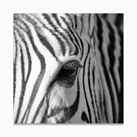 Zebra Stripes Art Print by Thula Photography - Fy