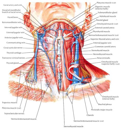 Neck Muscle Diagram Labeled - File Copy Of Musculi Coli Base My Edits For Tringles Labeled ...