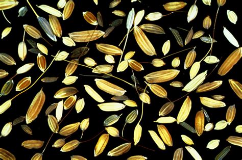 1207ps_02165 | rice seeds varieties. Part of the image colle… | Flickr