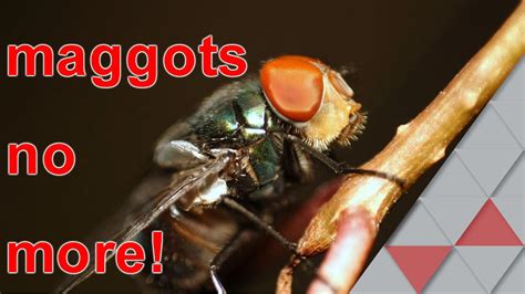 no more nasty maggots in your trash ever again! - YouTube