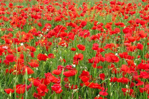 poppy_field Free Photo Download | FreeImages