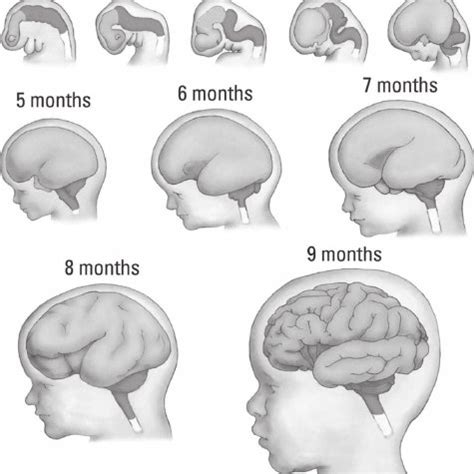 Prenatal development of the human brain showing a series of embryonic... | Download Scientific ...