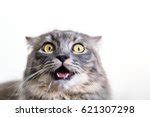 Funny Cat Free Stock Photo - Public Domain Pictures