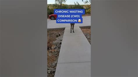 CWD Facts - Chronic Wasting Disease (CWD) #shorts - YouTube