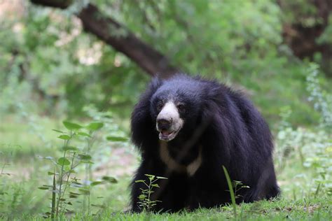 World Bear Day: Busting Myths About Sloth Bears - Wildlife SOS