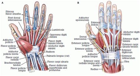 Pin on Medical illustration