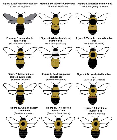 Honey Bee Species Identification Chart