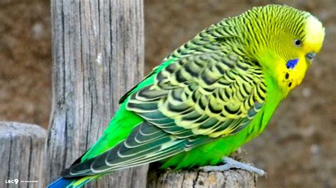 Budgie Wallpapers - Top Free Budgie Backgrounds - WallpaperAccess