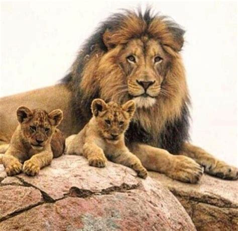 Lion & cubs | Animals, Animals wild, Cute animals