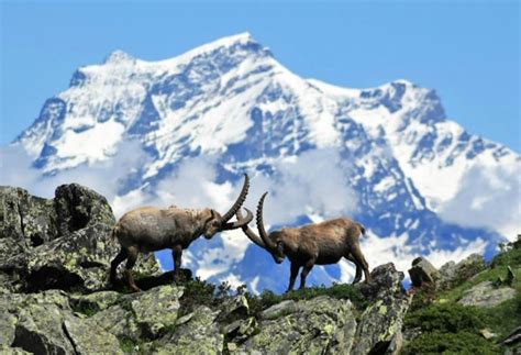 Chamois, the "Pearl of the Alps" -Chamois, the "Pearl of the Alps" The ...