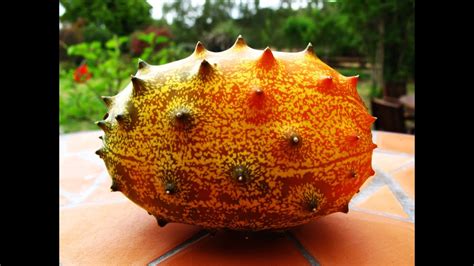 Kiwano - African Horned Melon. Growing & Tasting - YouTube