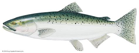 Chinook salmon | Spawning, Migration, Conservation | Britannica