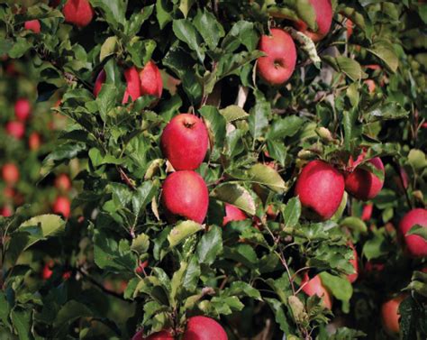 Fall Red Apple » Alberta Tree Farms