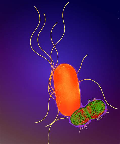 Proteus Bacteria Photograph by Dr Linda Stannard, Uct