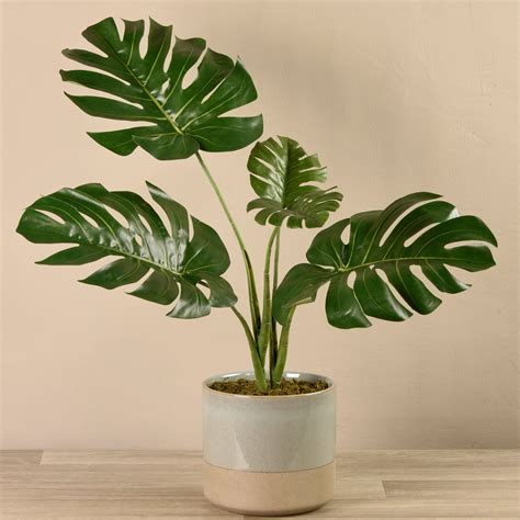 Perfect Fake Monstera Plant Faux String Of Hearts