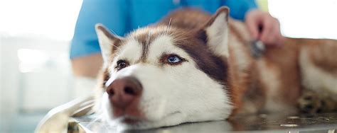 10 Home Remedies for Your Dog with Diarrhea (Vet Approved)