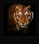 tiger - Eye of the tiger survivor Icon (8887573) - Fanpop