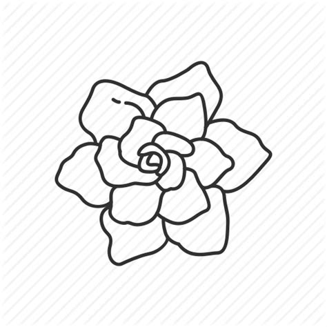 Gardenia Flower Drawing at PaintingValley.com | Explore collection of Gardenia Flower Drawing